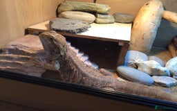 Bearded Dragon reptiles for sale: Bearded dragon for sale - Image 1
