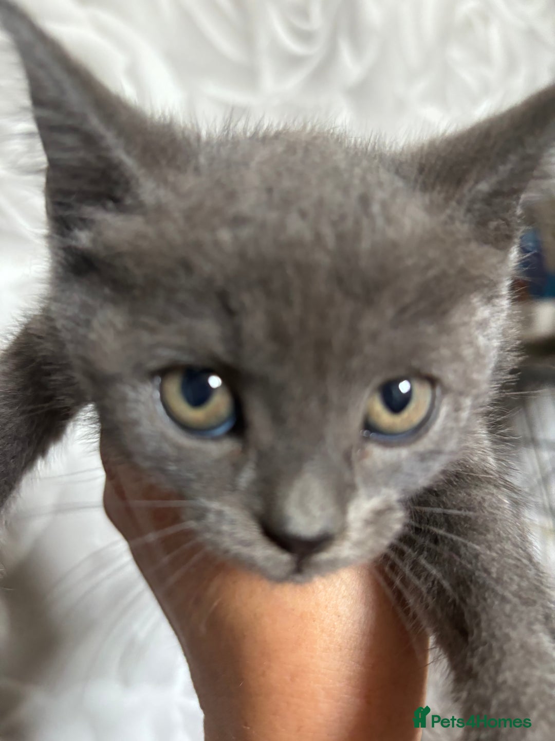 British Shorthair cats for sale: Still available male BSH kitten, Ready now!!! - Image 2