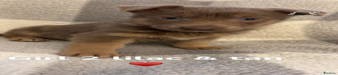 German Shepherd Puppy 5