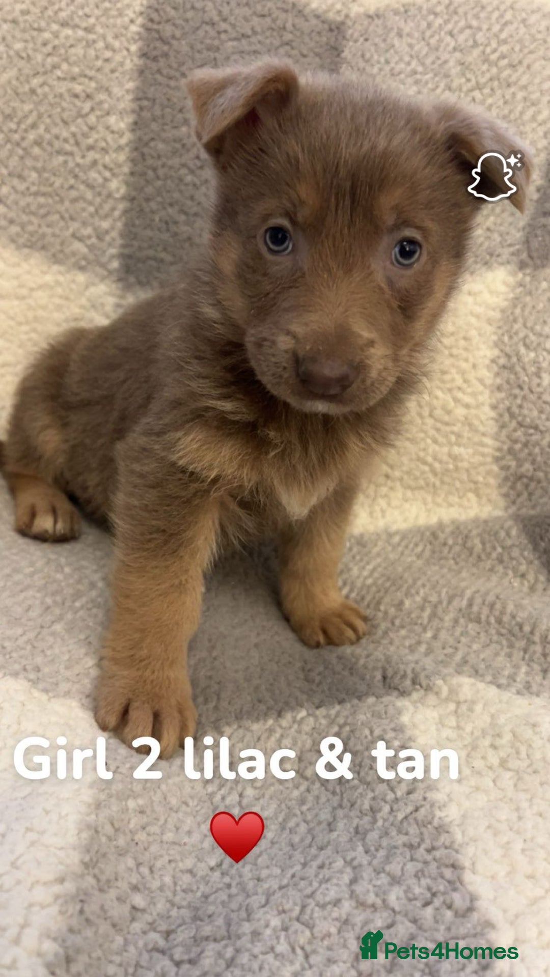 German Shepherd dogs for sale: Beautiful litter of coloured German shepherds!  - Advert 7