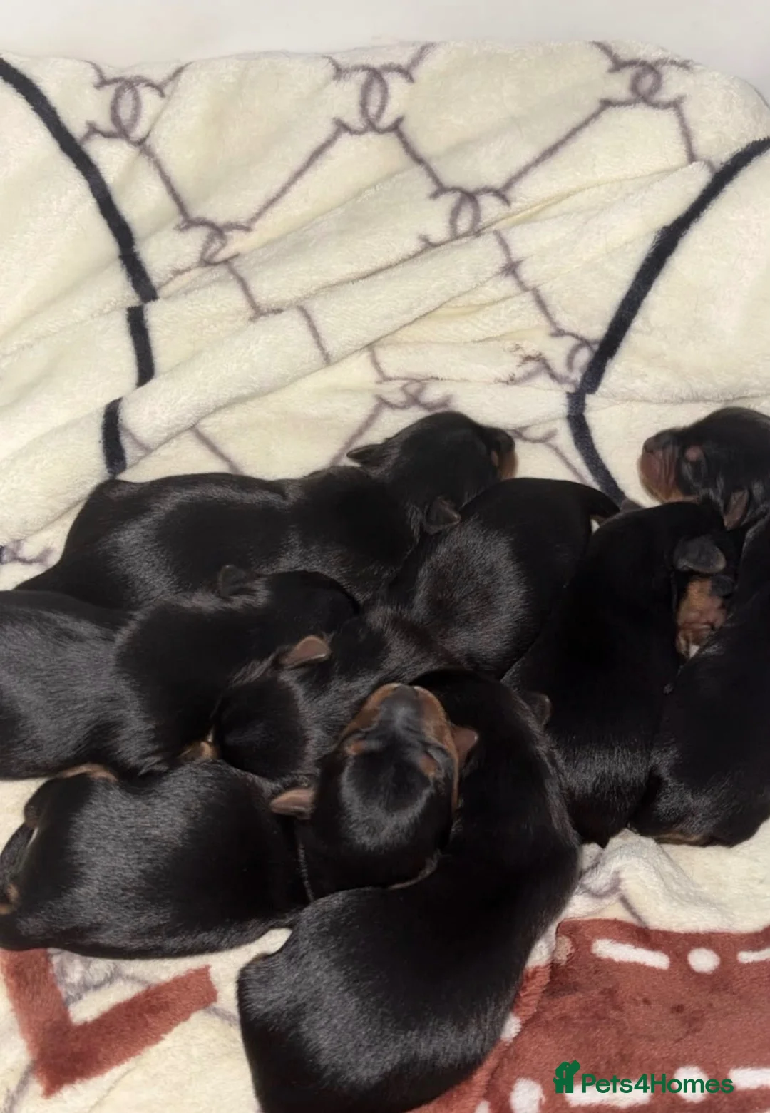 Yorkshire Terrier dogs for sale: 7 Beautiful Yorkshire terrier puppies  - Advert 2