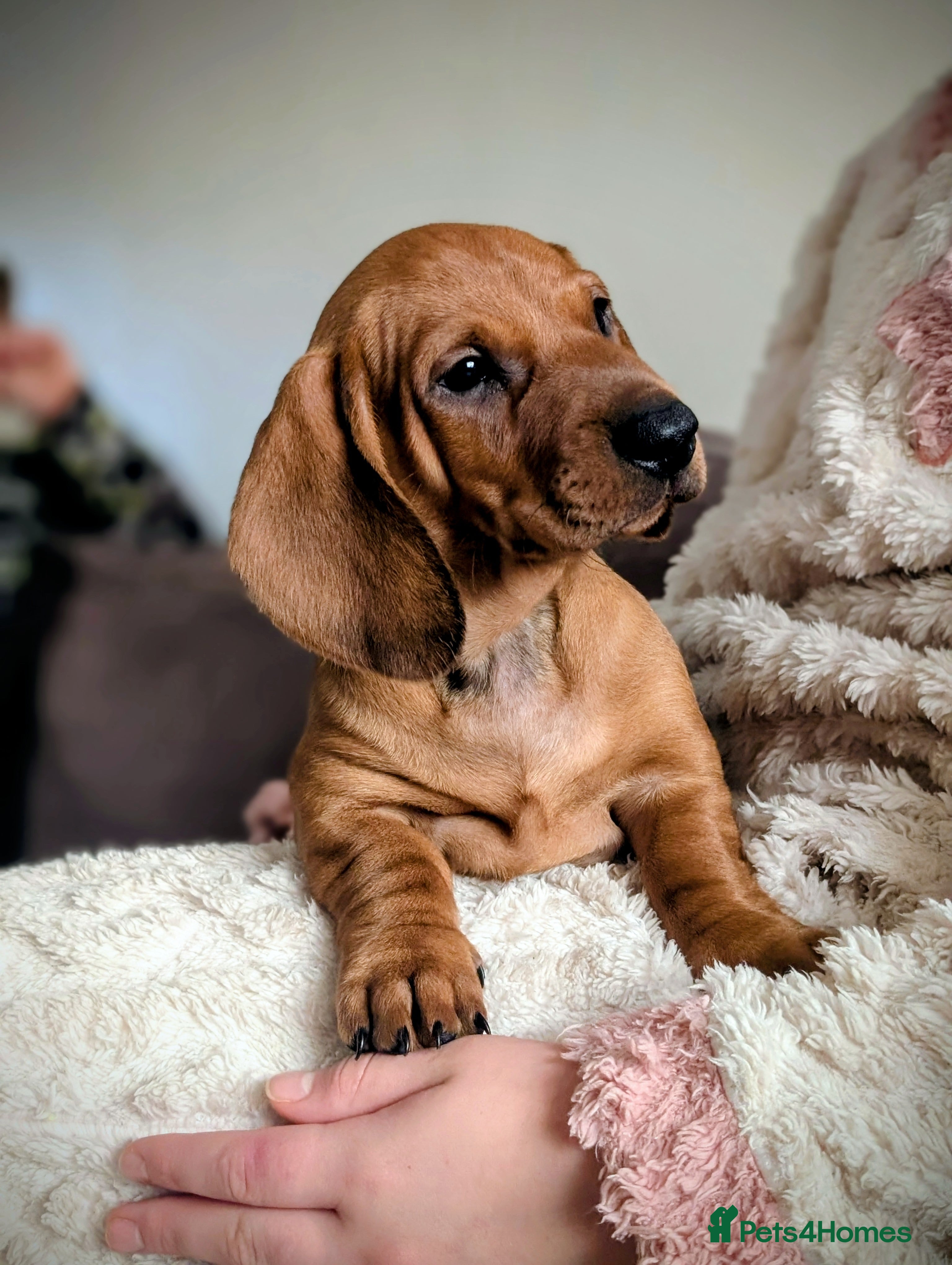 Dachshund dogs Ready Now Champions Line Standard Dachshund - Advert 2