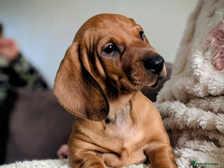 Dachshund dogs Ready Now Champions Line Standard Dachshund - Advert 1