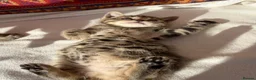 Bengal cats for sale: Kittens in Taunton - Advert 5