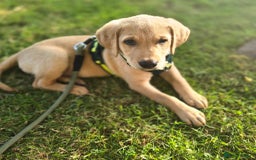 Labradoodle dogs for sale: Mr . Ted - Image 1