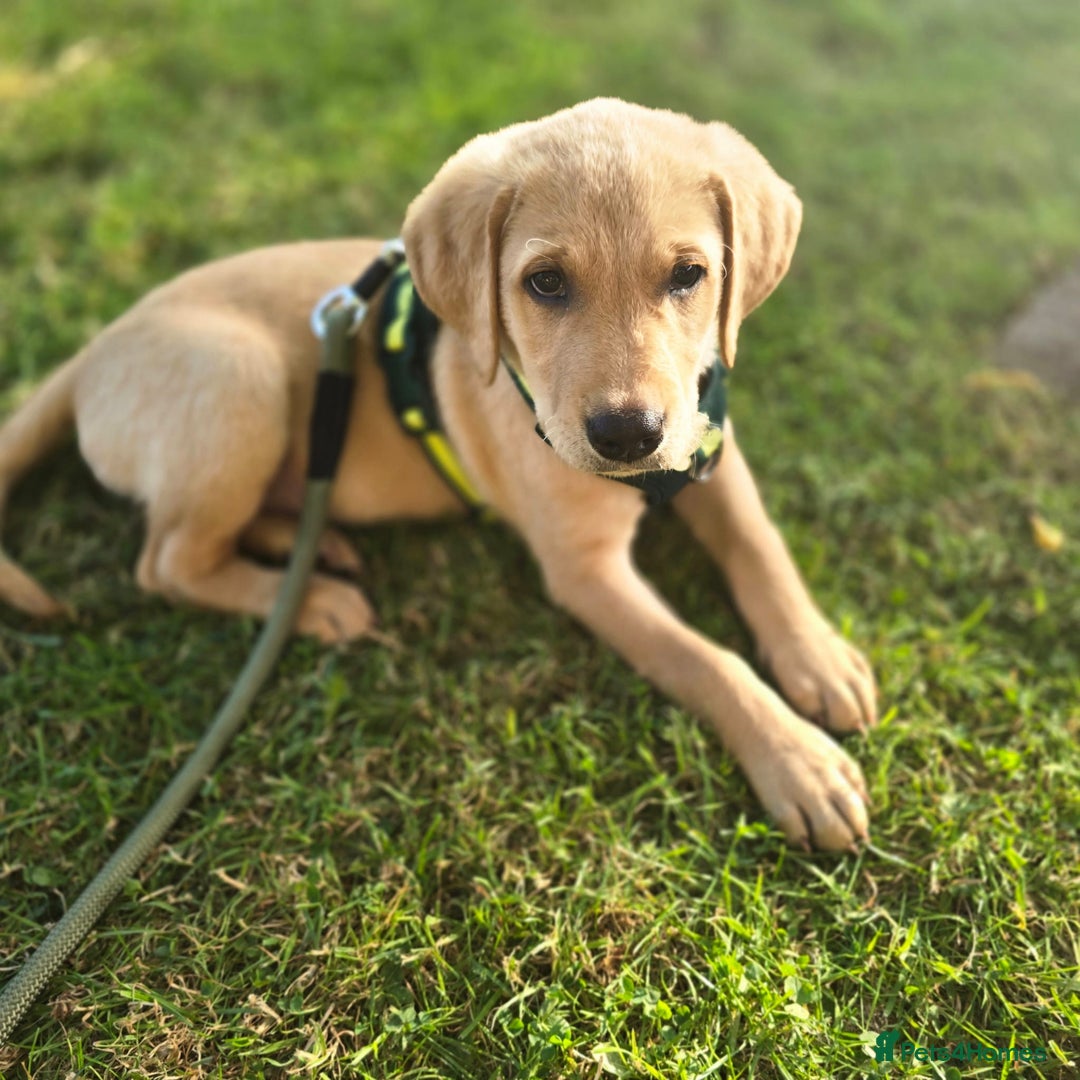 Labradoodle dogs for sale: Mr . Ted - Image 1