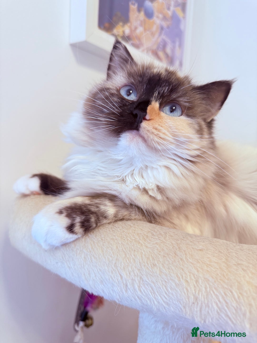 Ragdoll cats for sale: A very happy ragdoll girl  - Advert 4