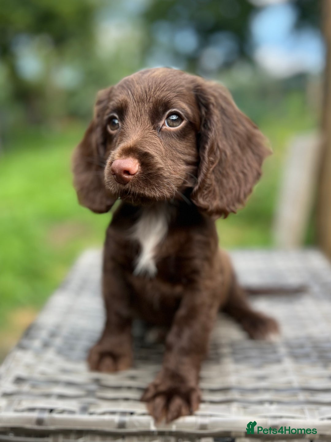 Cocker Spaniel dogs for sale: Beautiful Working Cocker Spaniel Boys - Image 4