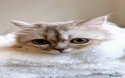 British Longhair cats for sale: British Longhair Looking for a new loving home 🐾 - Image 3