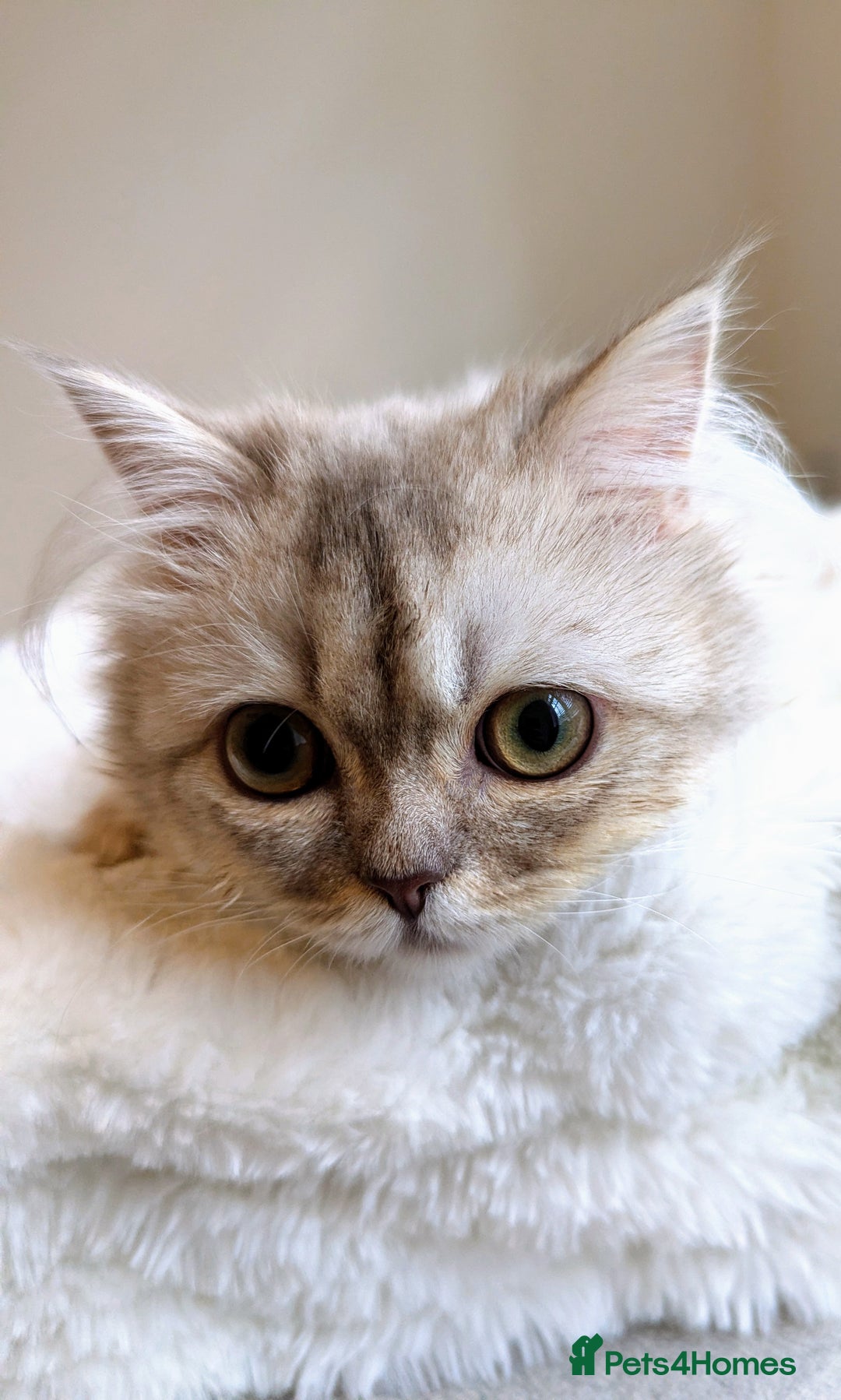 British Longhair cats for sale: British Longhair Looking for a new loving home 🐾 - Image 3