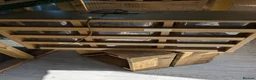 Python Snake reptiles for sale: Various Royal pythons & hatchling rack available  - Advert 5