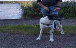 Mixed Breed dogs for adoption: Candy - Urgent Foster or FVA Home Required - Image 3