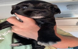 Tibetan Terrier dogs for sale: Tibetan Terrier puppies for sale  - Image 21
