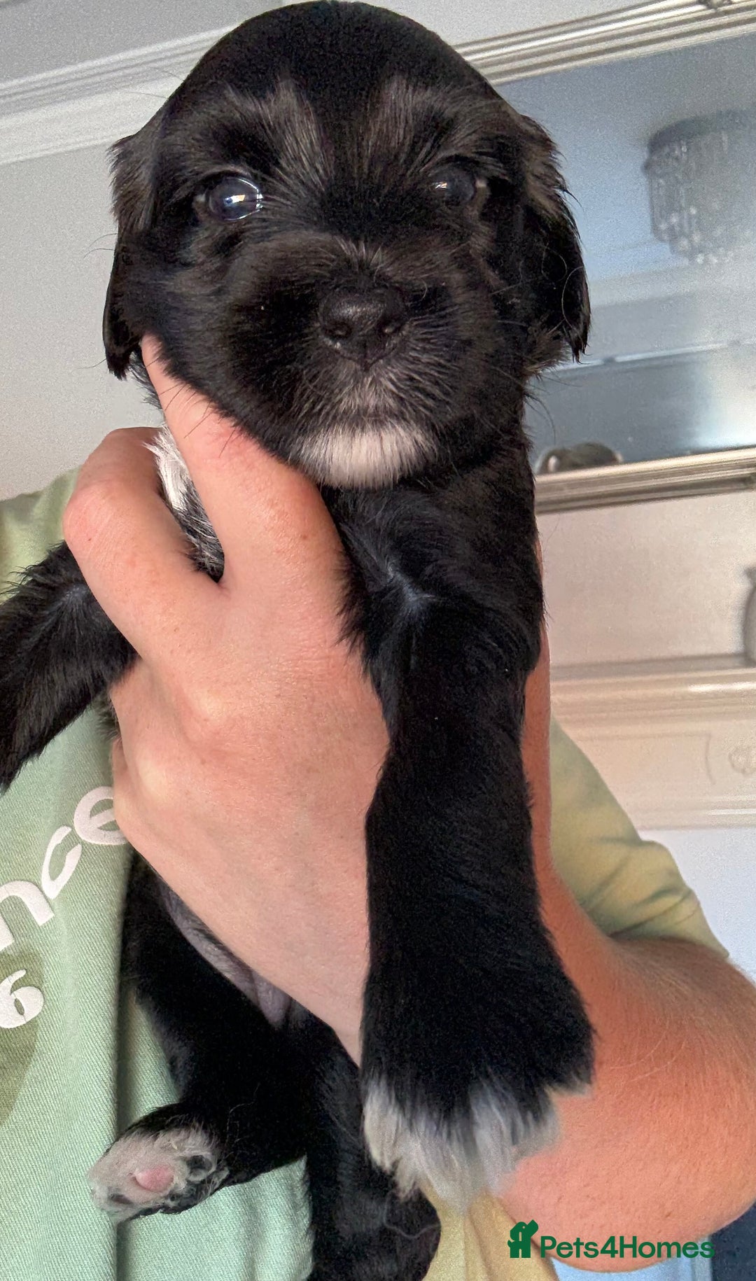 Tibetan Terrier dogs for sale: Tibetan Terrier puppies for sale  - Image 21