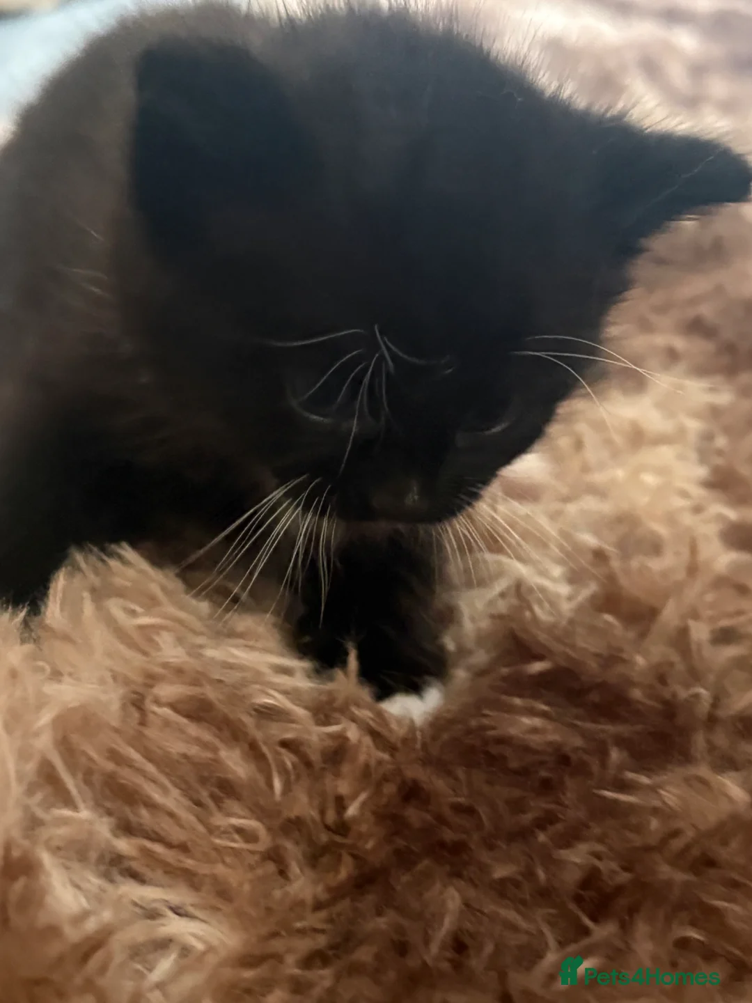 Mixed Breed cats for sale: One male and one female - Advert 5