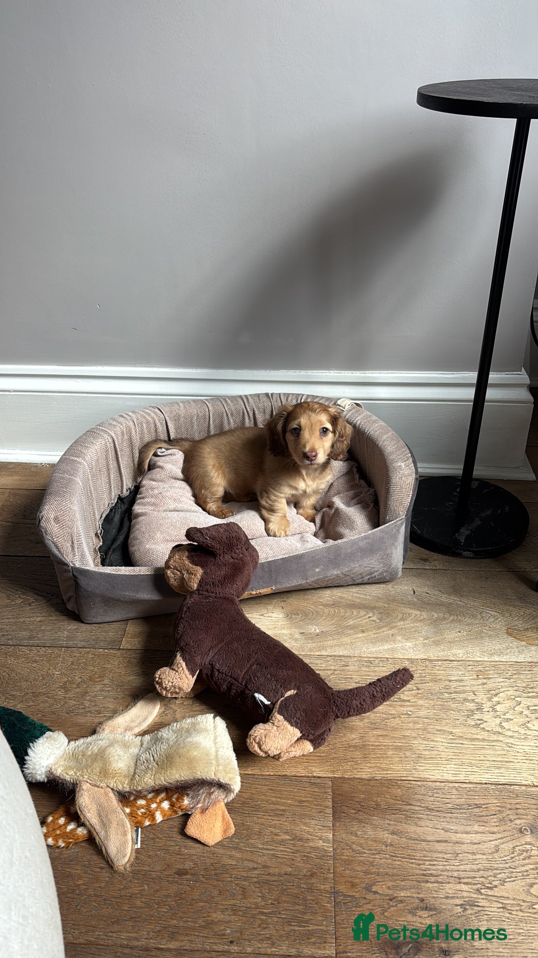 Miniature Dachshund dogs for sale: Miniature dachshunds - READY TO GO - Image 10
