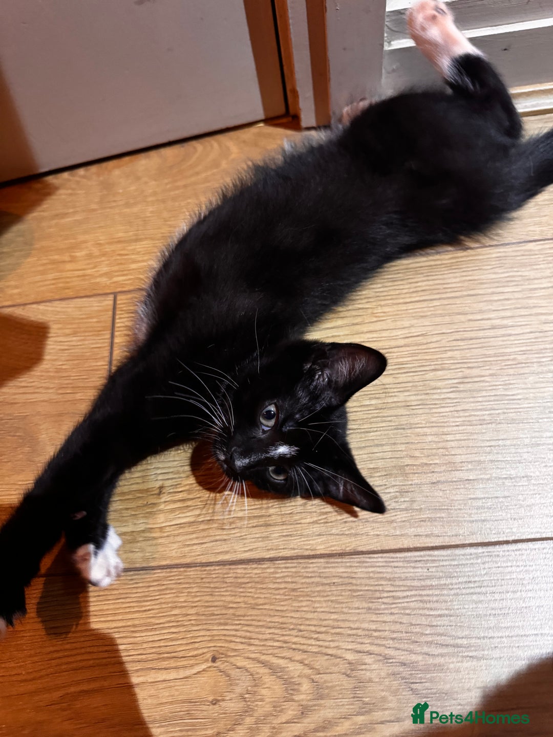 British Shorthair cats for sale: Male Tuxedo - Image 4