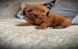 Cockapoo dogs for sale: 🌸Stunning fox red toy cockapoo🌸 - Image 7