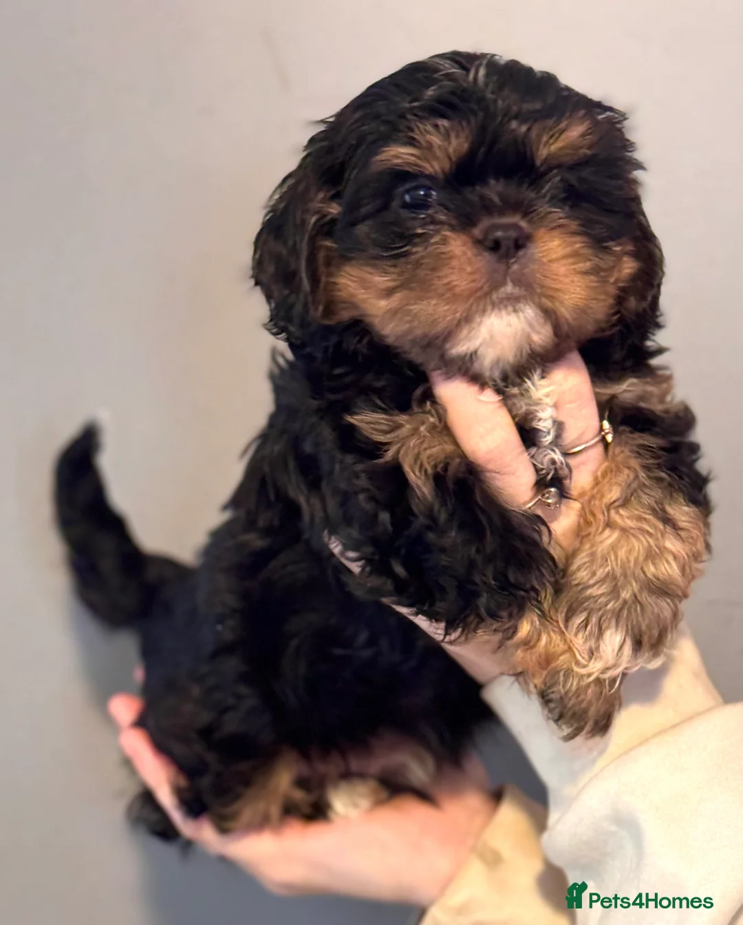 Cava Tzu dogs for sale: Cavashi cavatzu boys READY NOW  - Advert 15