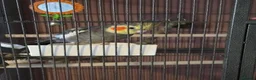Cockatiels birds for sale: Male cockatiel  in Ripley - Advert 5