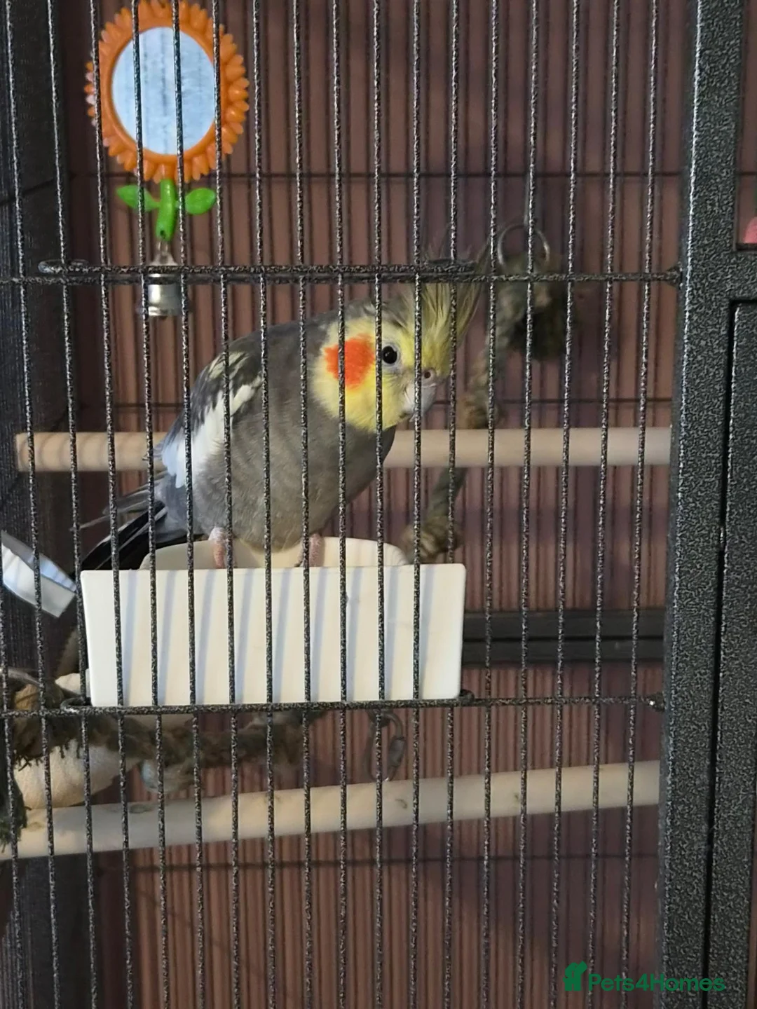 Cockatiels birds for sale: Male cockatiel  in Ripley - Advert 5