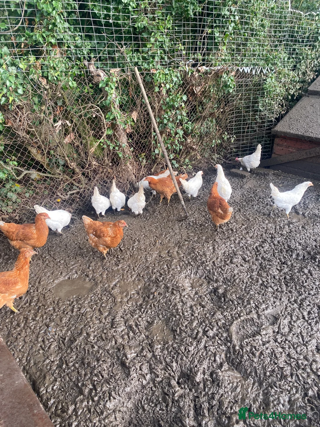 Chickens poultry for sale: Point of lay hens in Peterborough - Advert 1