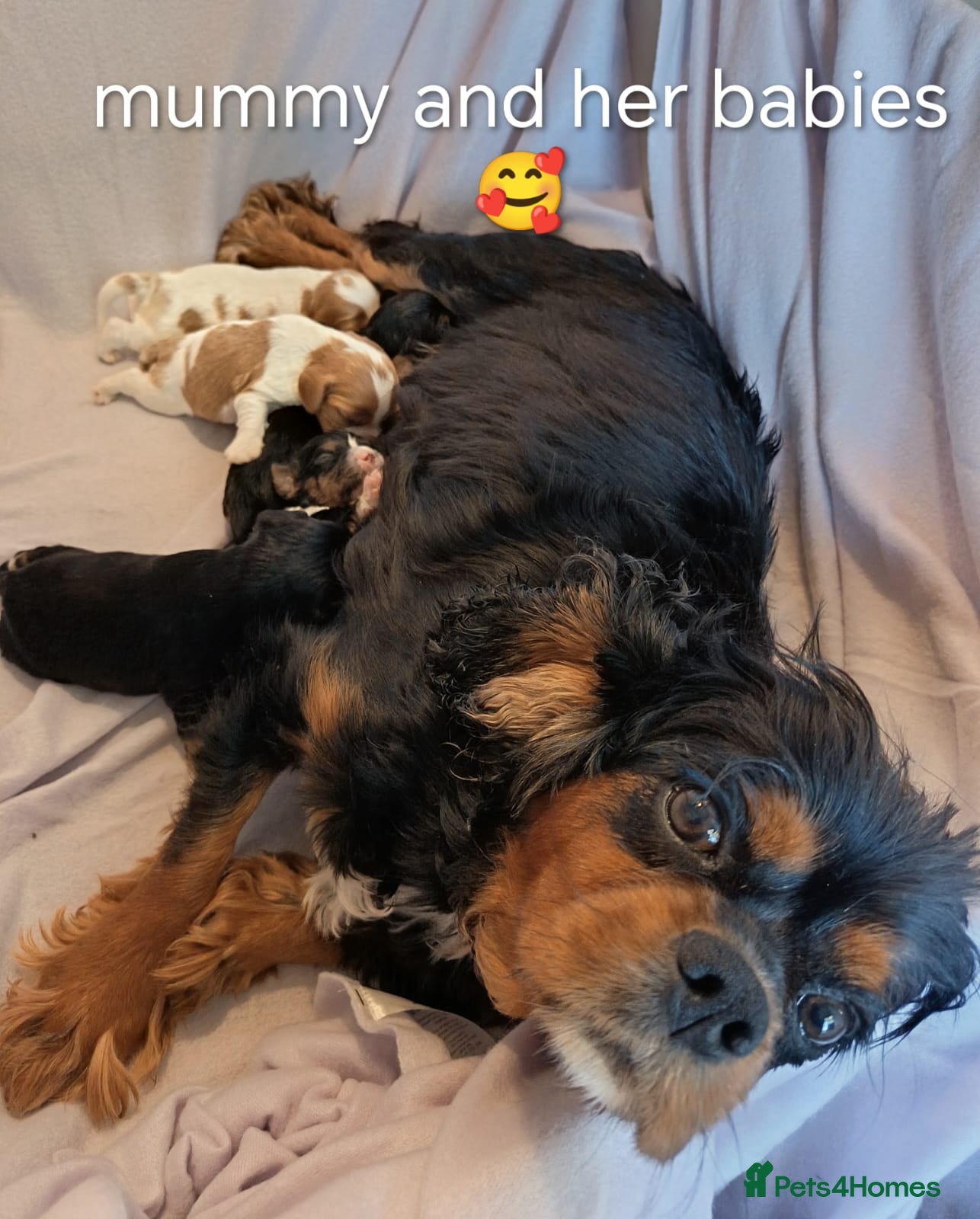 Cavalier King Charles Spaniel dogs Health Tested Cavalier King Charles  - Advert 10