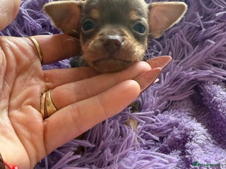 Chihuahua dogs - Advert 36