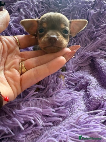 Chihuahua dogs - Advert 2