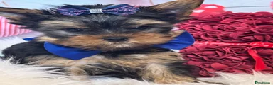 Yorkshire Terrier Puppy 1