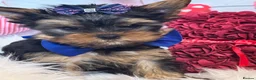 Yorkshire Terrier dogs for sale: ‼️REDUCED PRICE‼️QUALITY KC REG Yorkshire Terrier - Advert 12