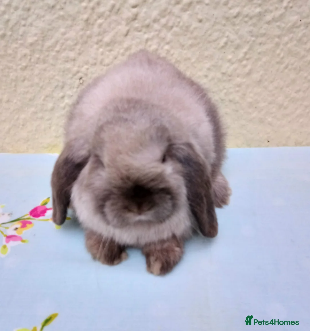 Mini Lop rabbits for sale: Pedigree Mini Lops - Advert 2
