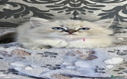 Ragdoll cats for sale: Lilac and blue tica ans Gccf registered ragdolls. - Image 29