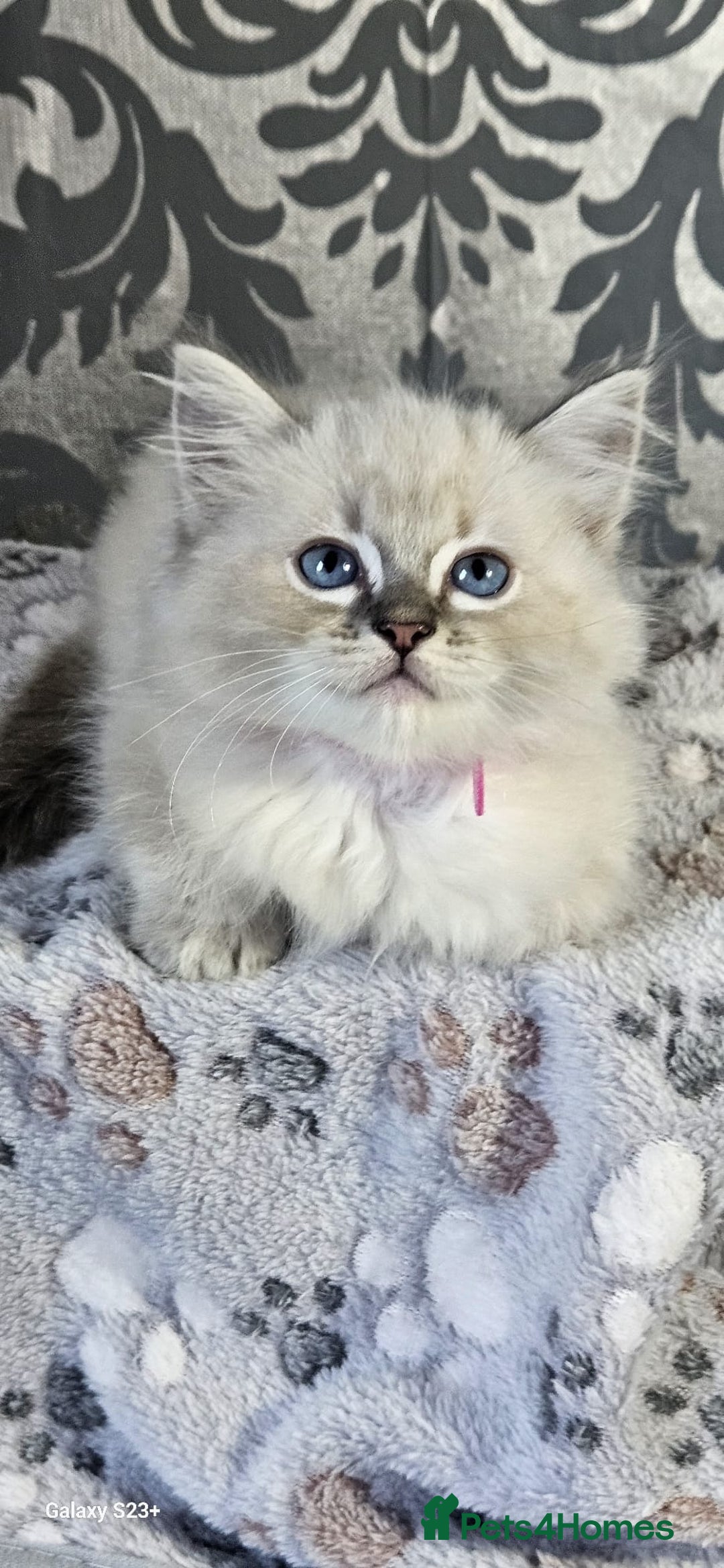 Ragdoll cats for sale: Lilac and blue tica ans Gccf registered ragdolls. - Image 29