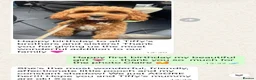 Cavapoo dogs for sale: ⭐ Top quality, health tested Toy Cavapoo babies ⭐ - Advert 16