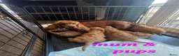Cockapoo dogs for sale: 7 Adorable F1 Cockapoo pups ♥️🐕🐾 - Advert 27