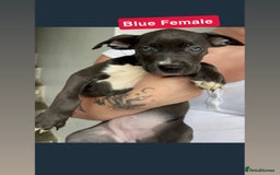 Mixed Breed dogs for sale: Dutch Shepard x American bulldog puppies  - Image 6
