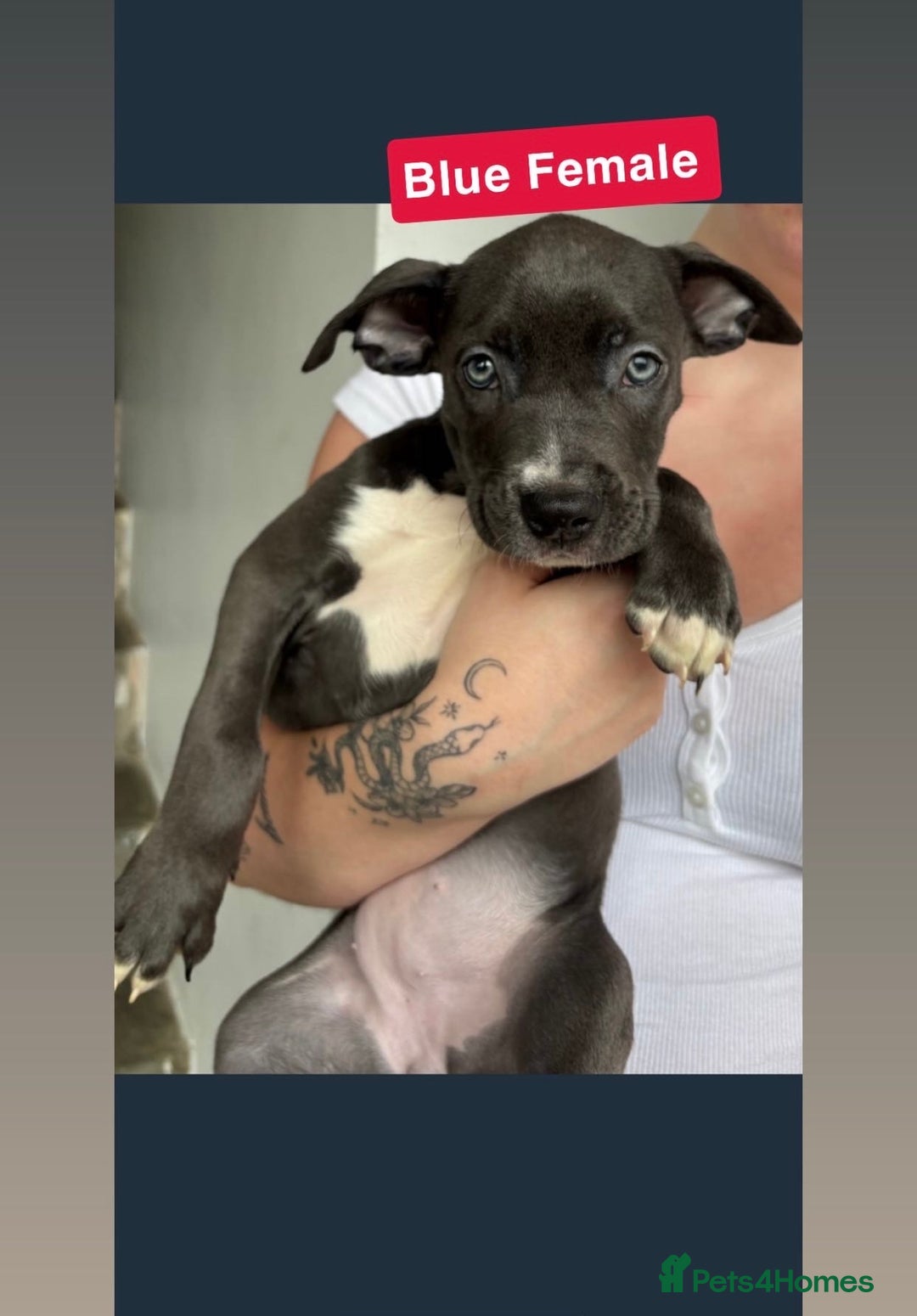 Mixed Breed dogs for sale: Dutch Shepard x American bulldog puppies  - Image 6