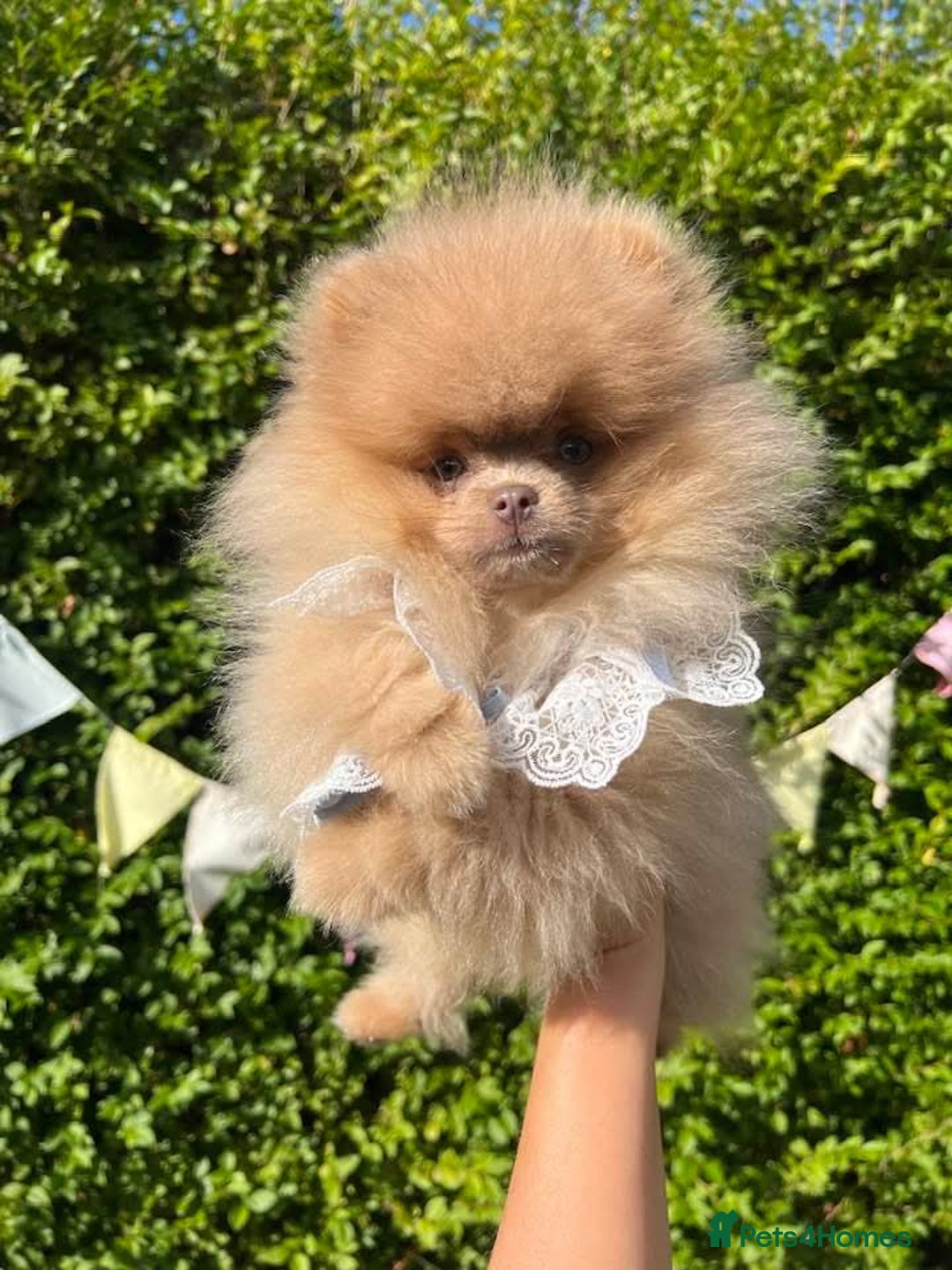 Pomeranian dogs for sale: Stunning pick of the litter Pomeranian Boy - Image 16