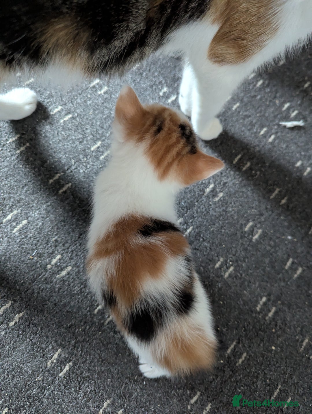 Domestic Shorthair cats for sale: two adorable kittens are looking for a home. - Image 2