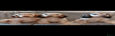 Cocker Spaniel 1