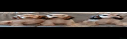 Cocker Spaniel dogs for sale: Beautiful cocker spaniels  - Advert 4