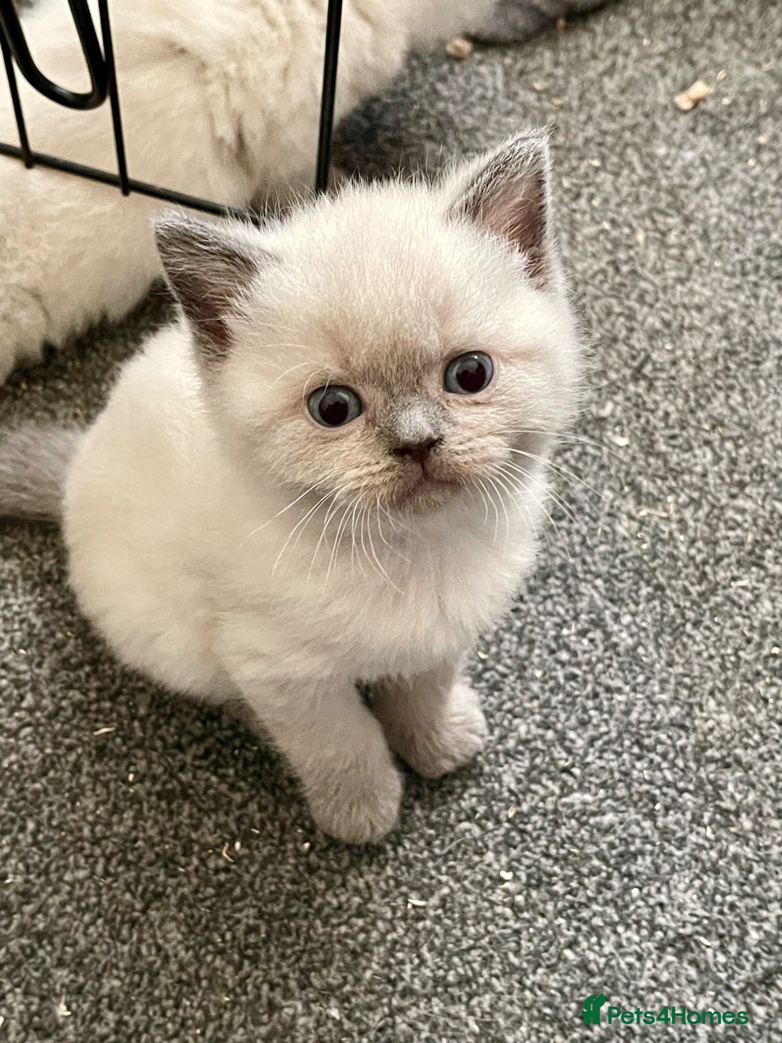 British Shorthair cats for sale: GCCF BSH Blue Colourpoint Kittens Rare - Advert 3