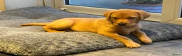 Labrador Retriever dogs for sale: KC Reg Yellow puppies - Advert 8