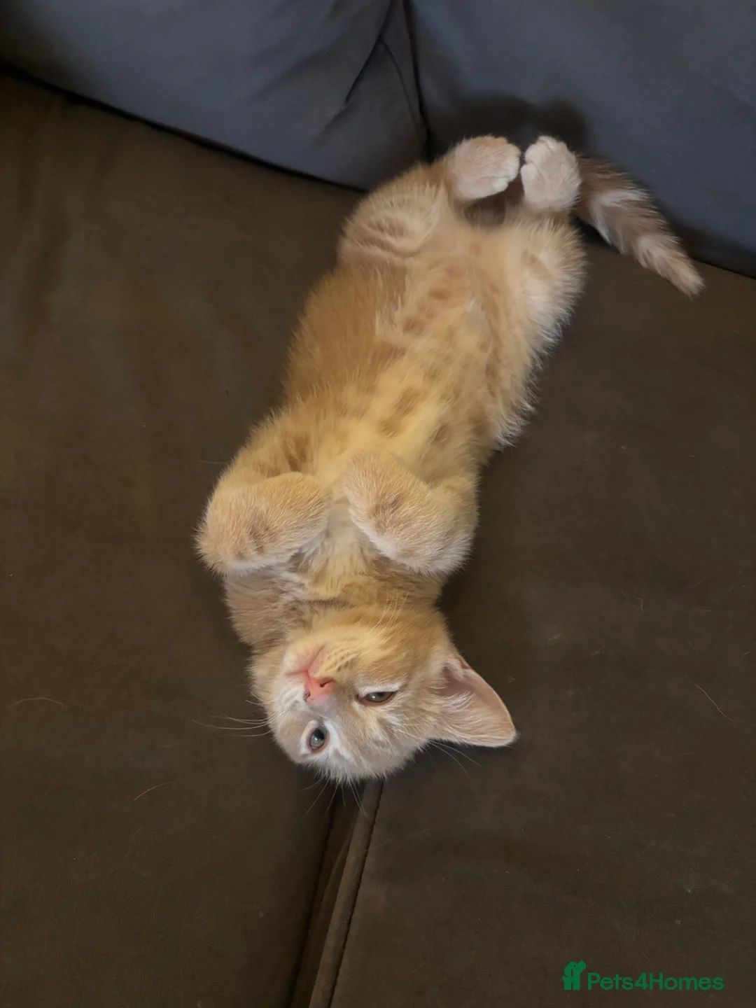 Mixed Breed cats for sale: 9 week Old cream/ginger Kitten - Advert 2