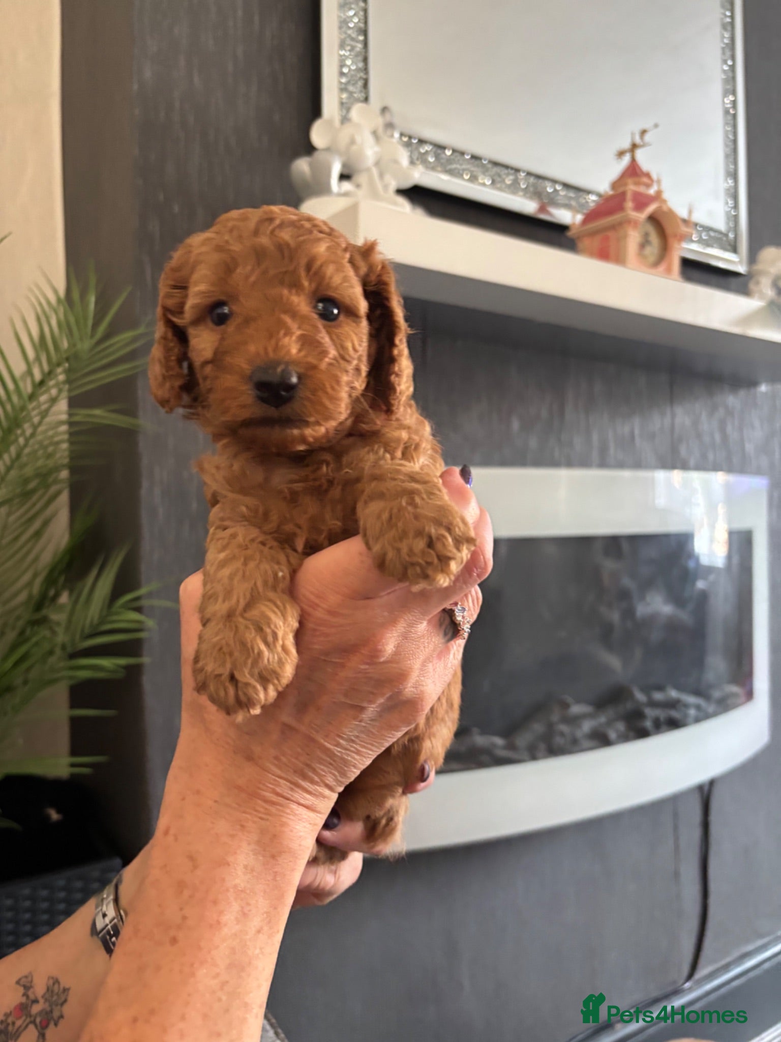 Poodle dogs Red Miniature Poodles - Advert 4