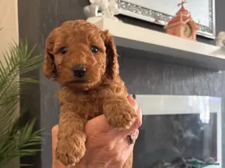 Poodle dogs Red Miniature Poodles - Advert 4