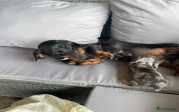 Dachshund dogs for sale: Dachshund Puppys miniature - Image 10