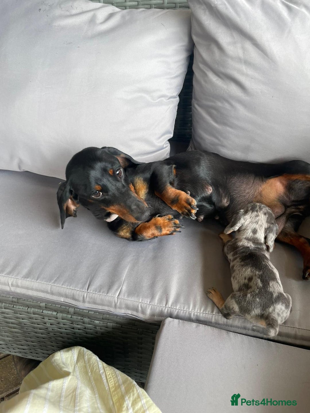 Dachshund dogs for sale: Dachshund Puppys miniature - Image 10