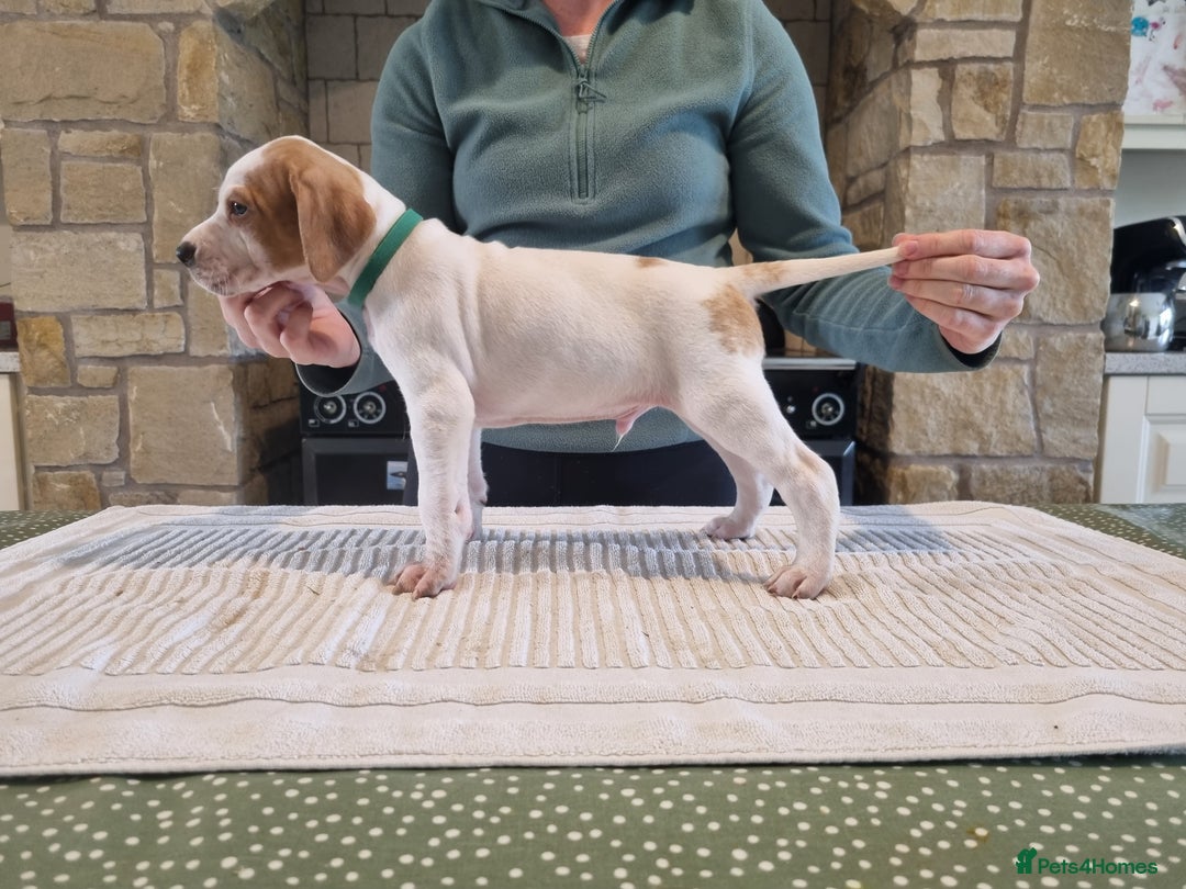 Pointer dogs for sale: 🪶 Pointer puppies 🪶 - Image 22
